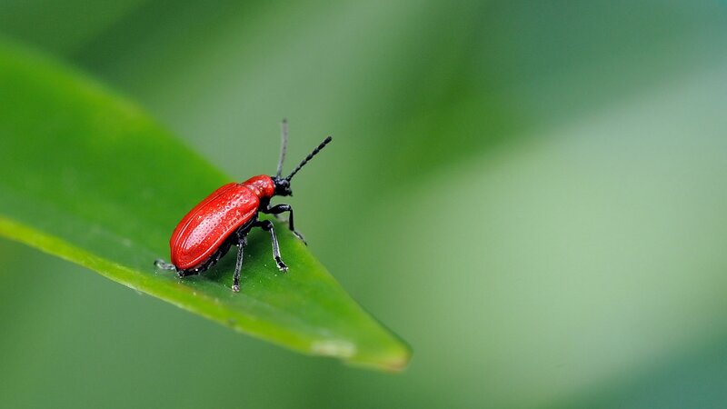 Red Beetle on Leaf — Green