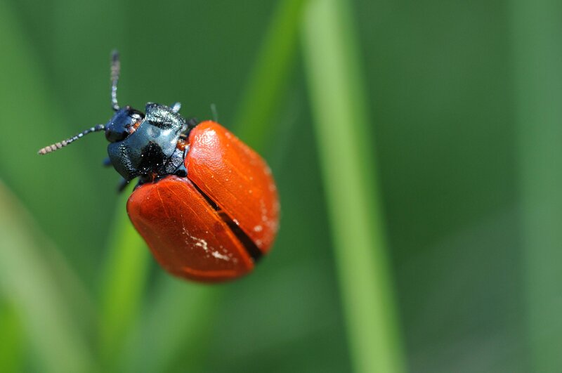 Red Beetle on Leaf — Natural, Afternoon, Photograph