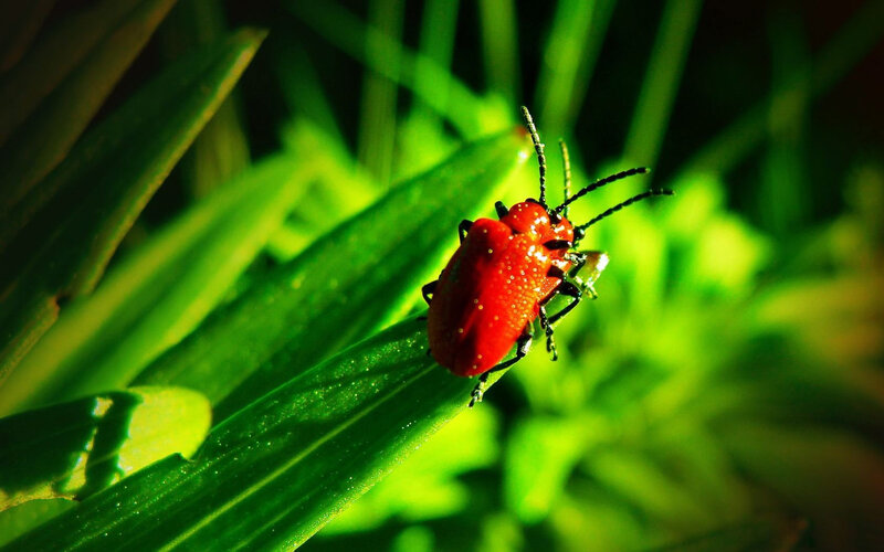 Red Beetle on Leaf — Natural, Afternoon