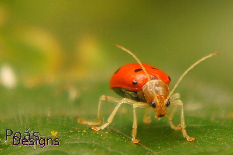 Red Beetle on Leaf — Natural, Photograph