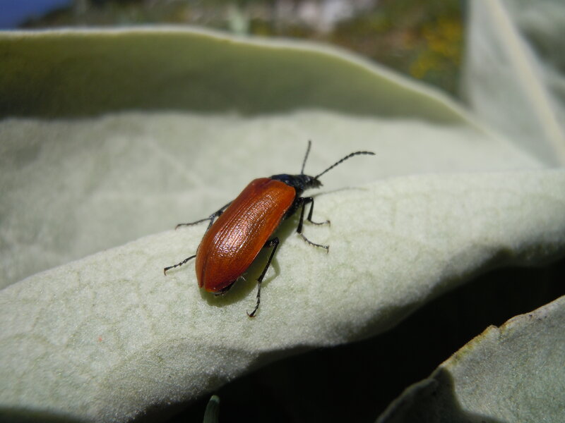 Red Beetle on Leaf — Natural
