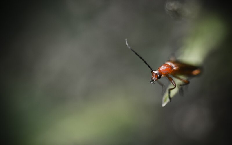 red beetle on leaf