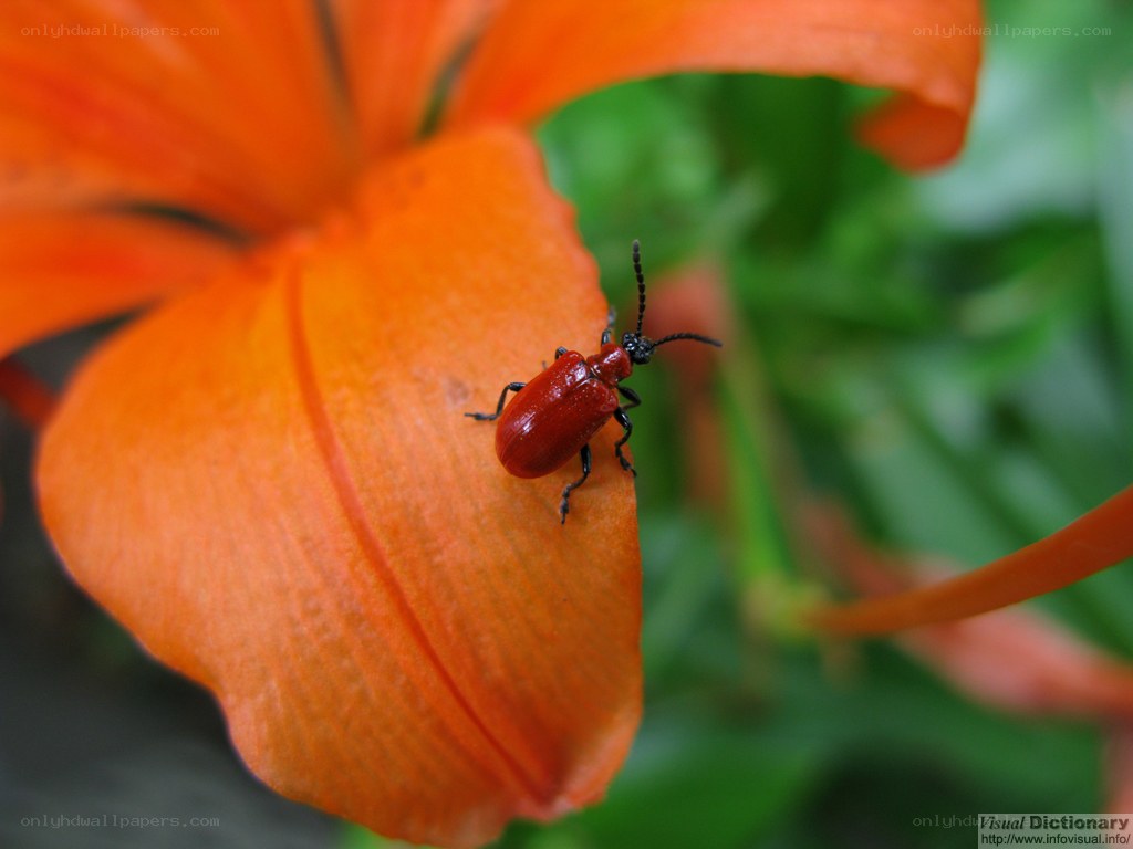 red beetle on orange lily
