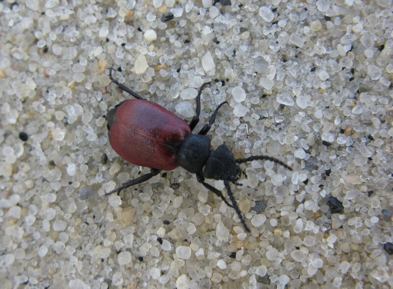 red beetle on sandy ground