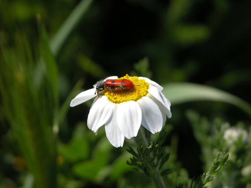 red beetle on white flower
