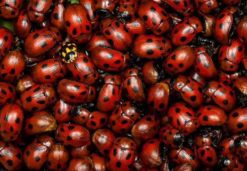 Red Beetles with Black Spots