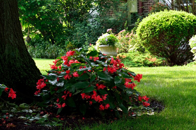 Red Begonia Bush
