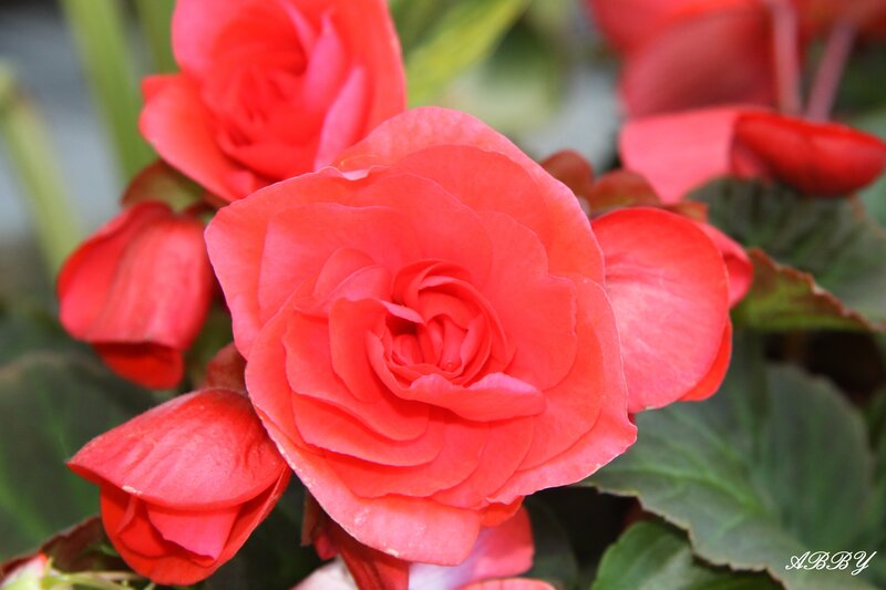 Red Begonia Flower — Calm, Afternoon, Photograph, Leaf