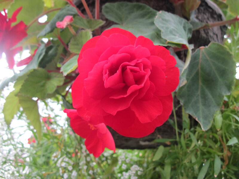 Red Begonia Flower — Calm, Afternoon