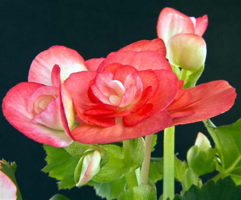 Red Begonia Flower — Calm, Photograph, Bud