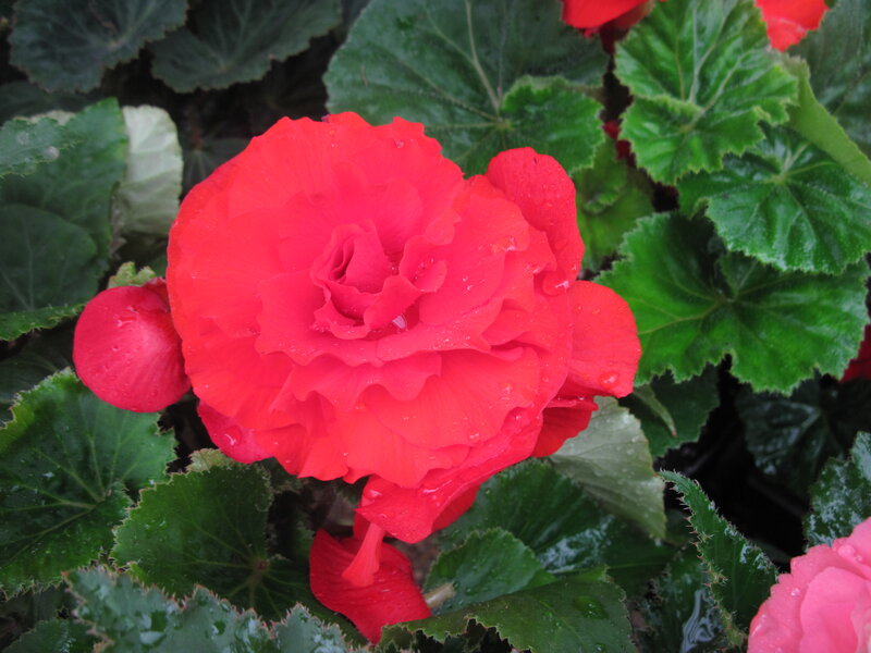 Red Begonia Flower — Calm, Photograph, Green Leaves