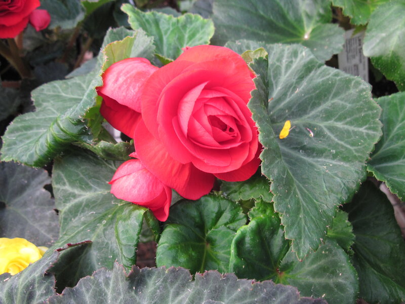 Red Begonia Flower — Calm, Photograph