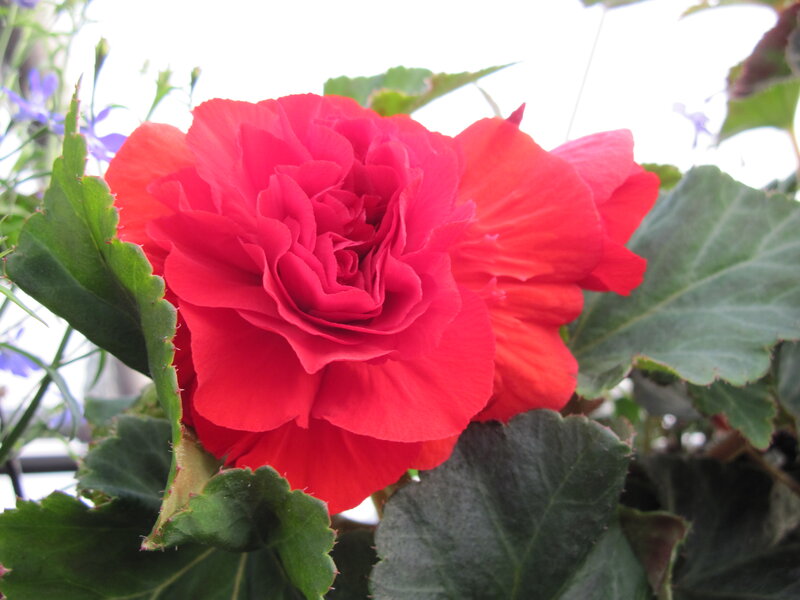 Red Begonia Flower — Calm