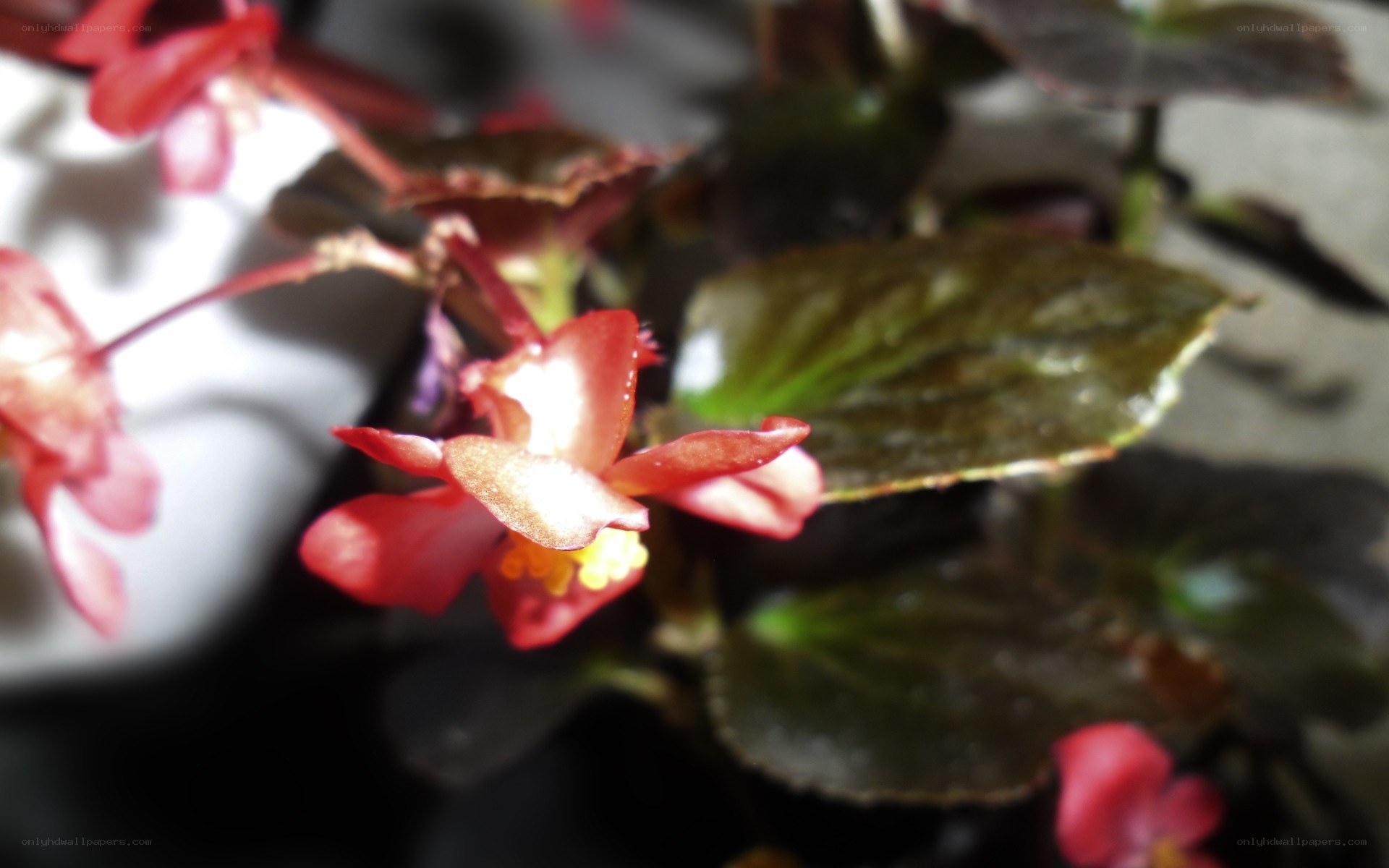 red begonia flower close-up