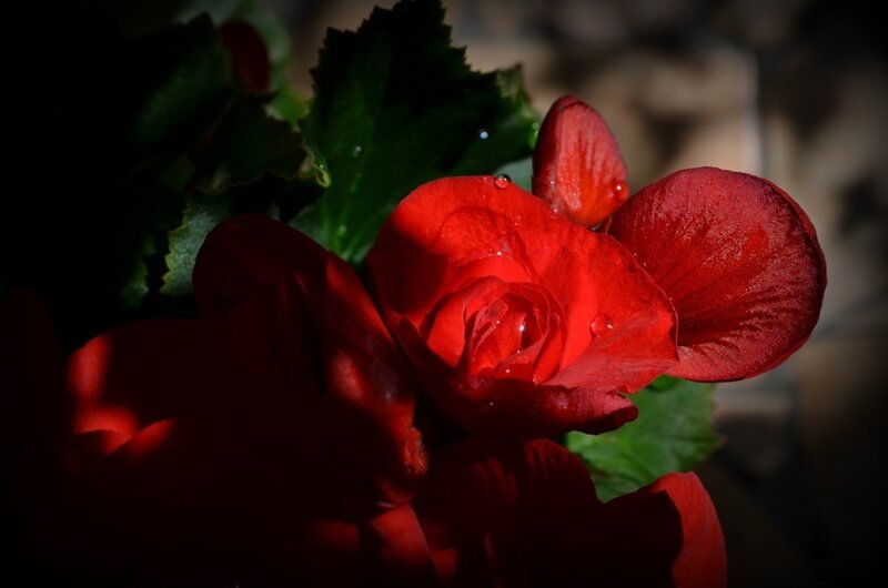 Red Begonia Flower — Dramatic, Photograph