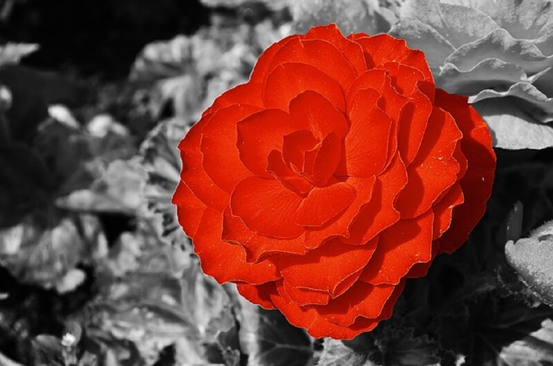 Red Begonia Flower — Dramatic
