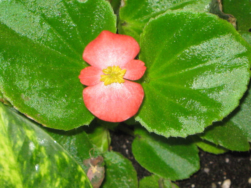 Red Begonia Flower — Green