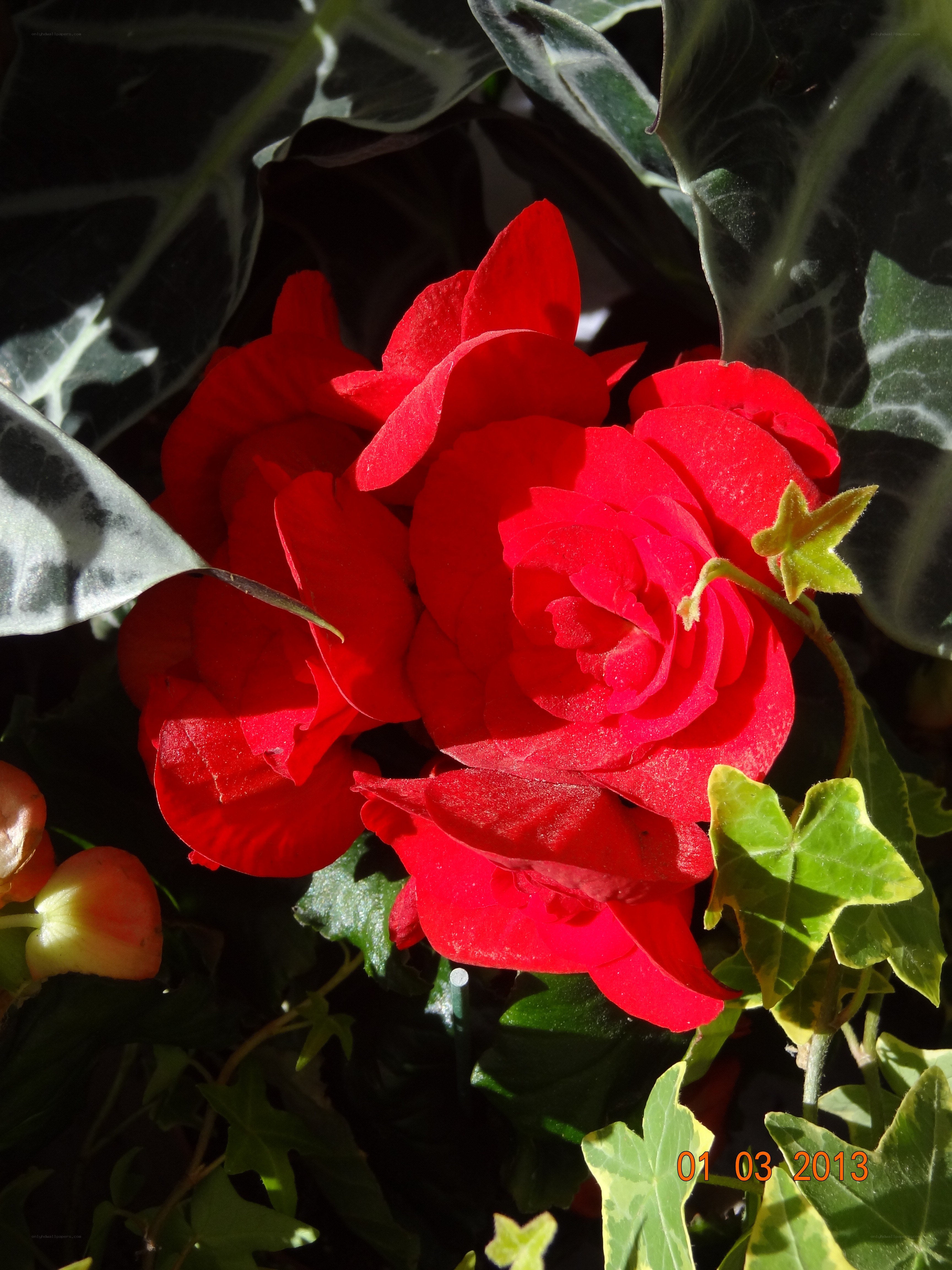 Red begonia flower in sunlight