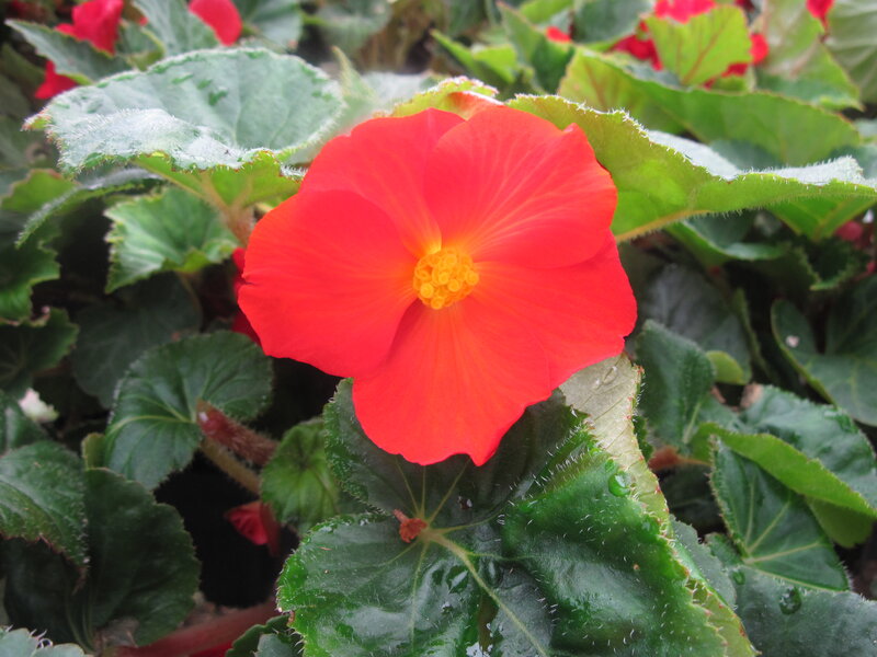 Red Begonia Flower — Natural, Photograph