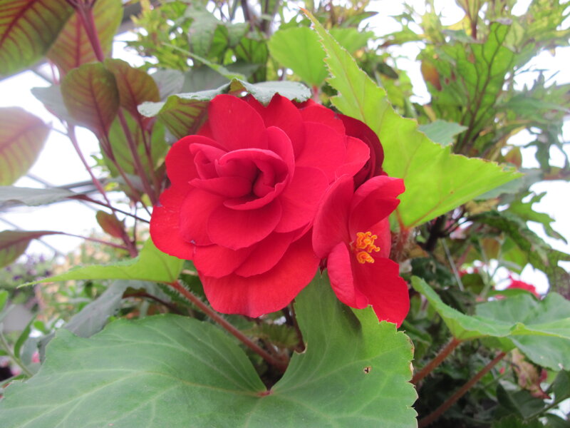 Red Begonia Flower — Natural