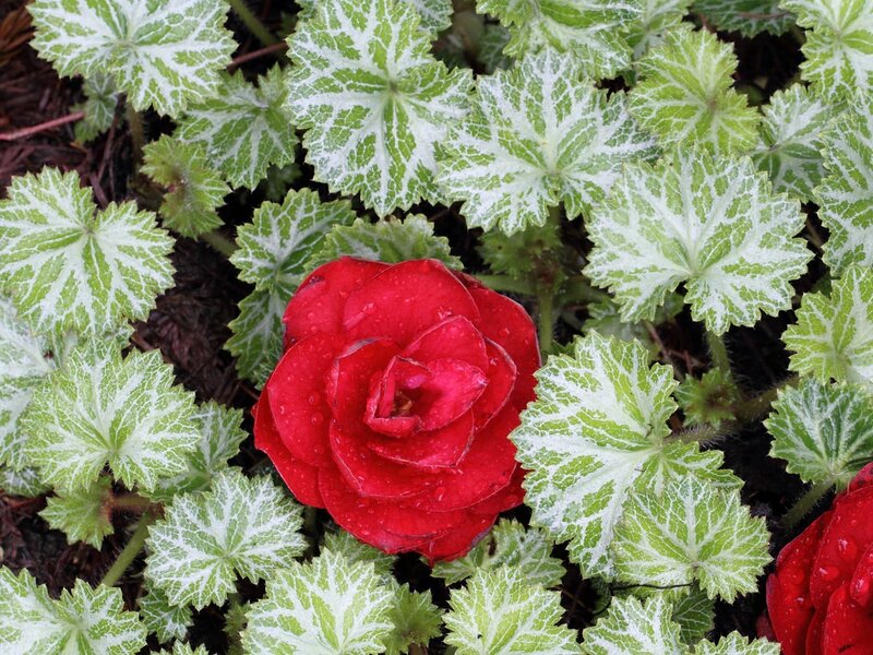 Red Begonia Flower