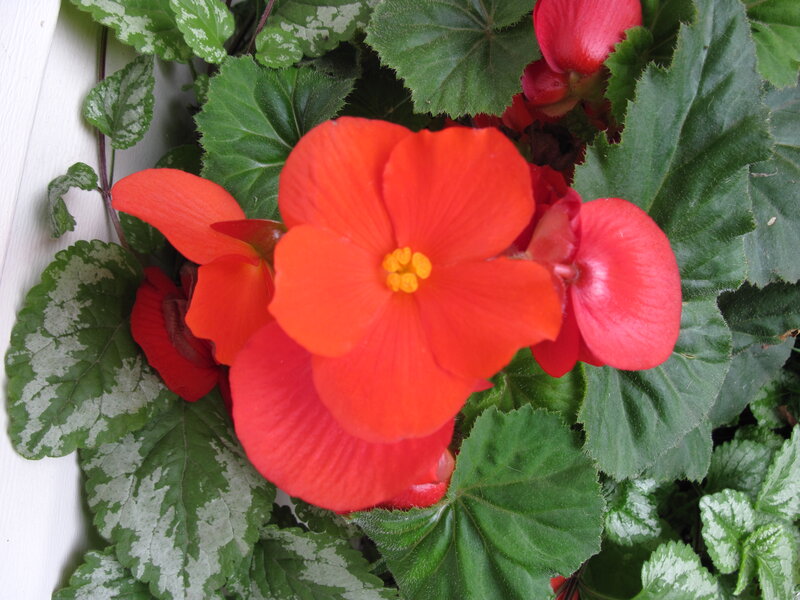Red Begonia Flower — Vibrant, Afternoon