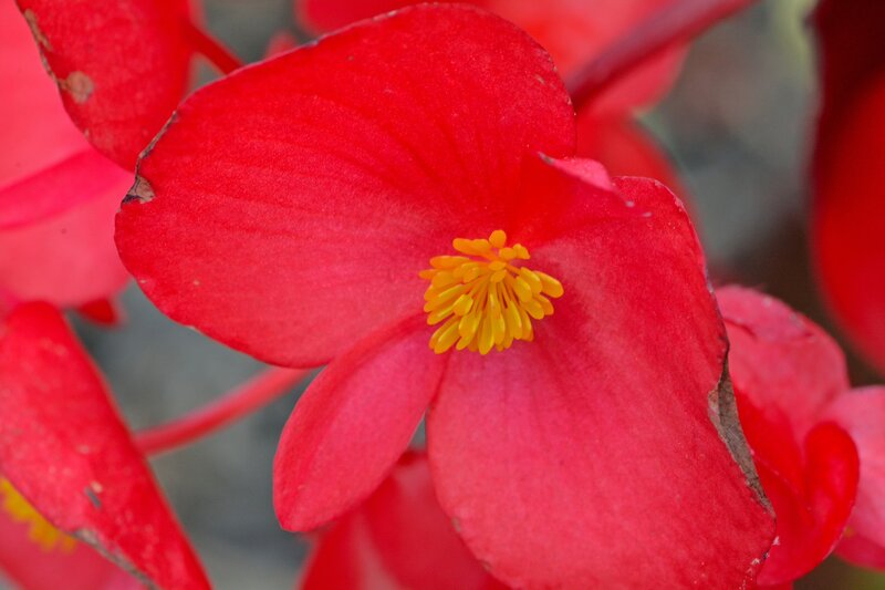 Red Begonia Flower — Vibrant, Photograph