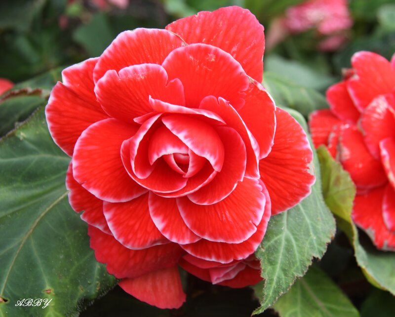 Red Begonia Flower — Vibrant