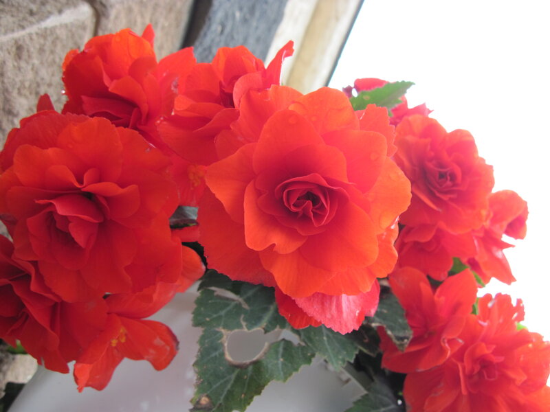 Red Begonia Flowers — Bright, Photograph