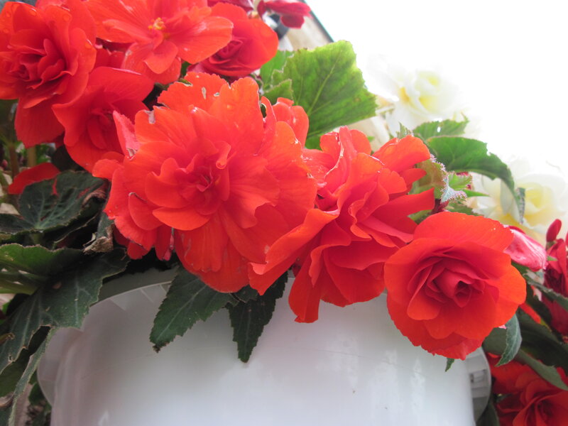 Red Begonia Flowers — Bright