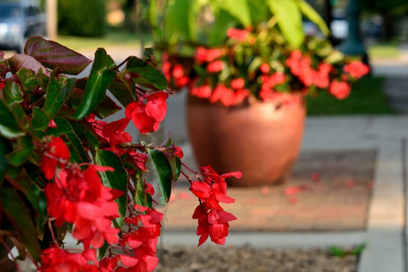 Red Begonia Flowers — Calm, Afternoon