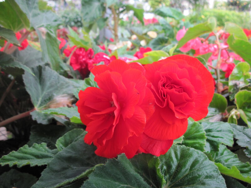 Red Begonia Flowers — Calm, Photograph, Green Leaves