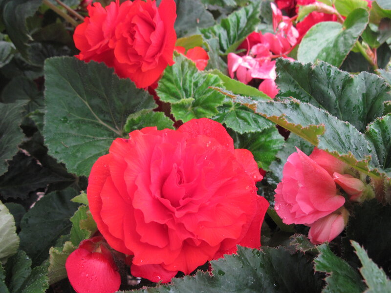 Red Begonia Flowers — Calm, Photograph