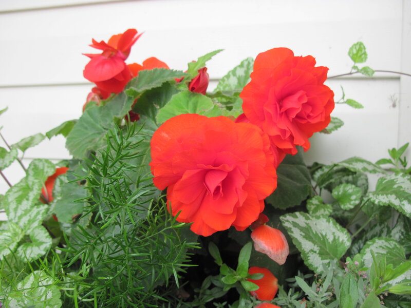 Red Begonia Flowers — Calm, Spring, Photograph