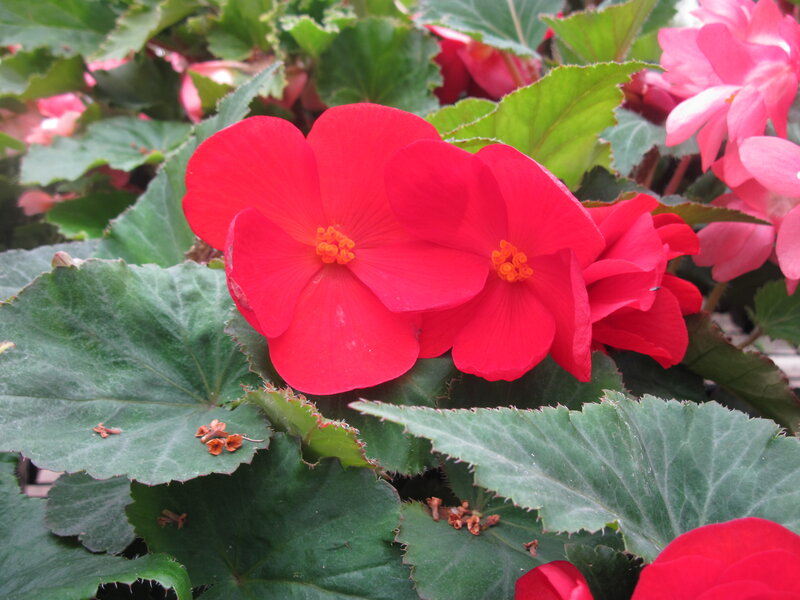 Red Begonia Flowers — Calm, Spring
