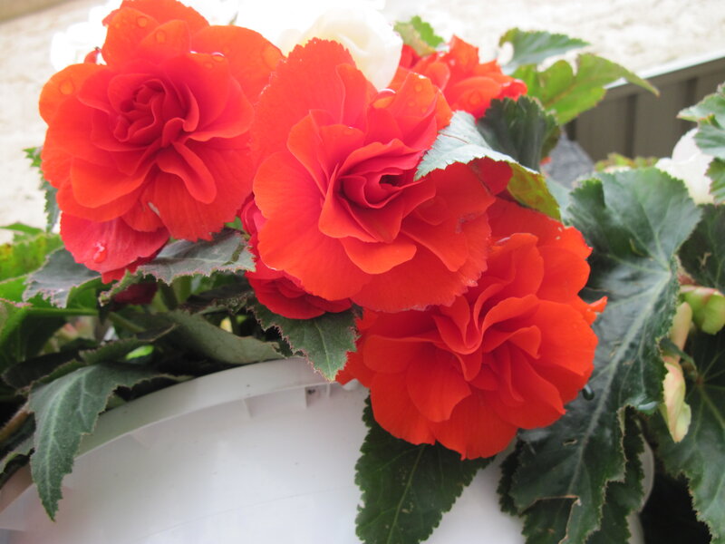 Red Begonia Flowers — Calm