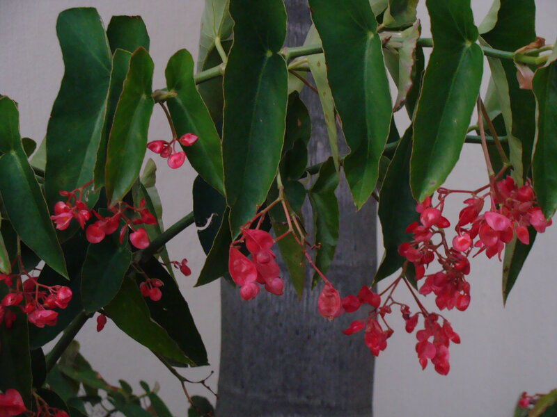 Red Begonia Flowers — Green, Calm