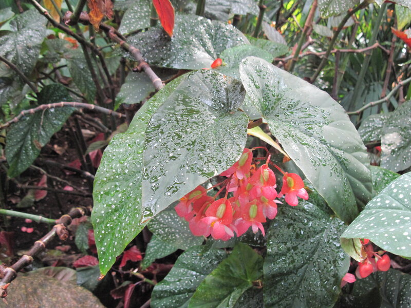 Red Begonia Flowers — Green, Moist