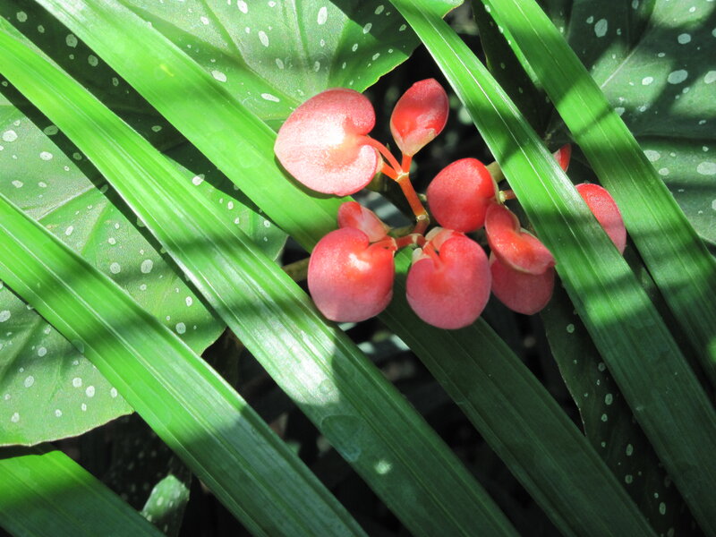 Red Begonia Flowers — Green, Serene