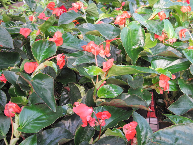 Red Begonia Flowers — Green