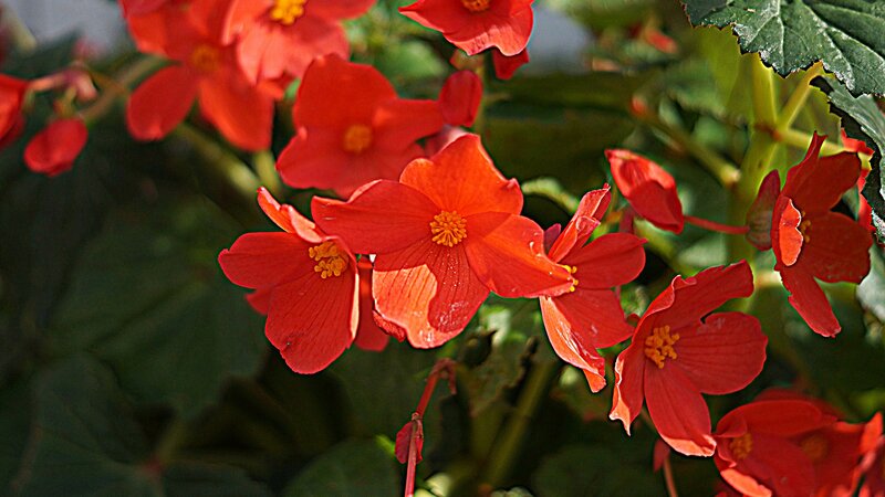 Red begonia flowers in bloom