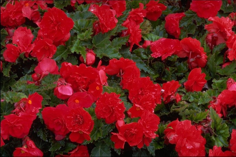 Red begonia flowers in bloom