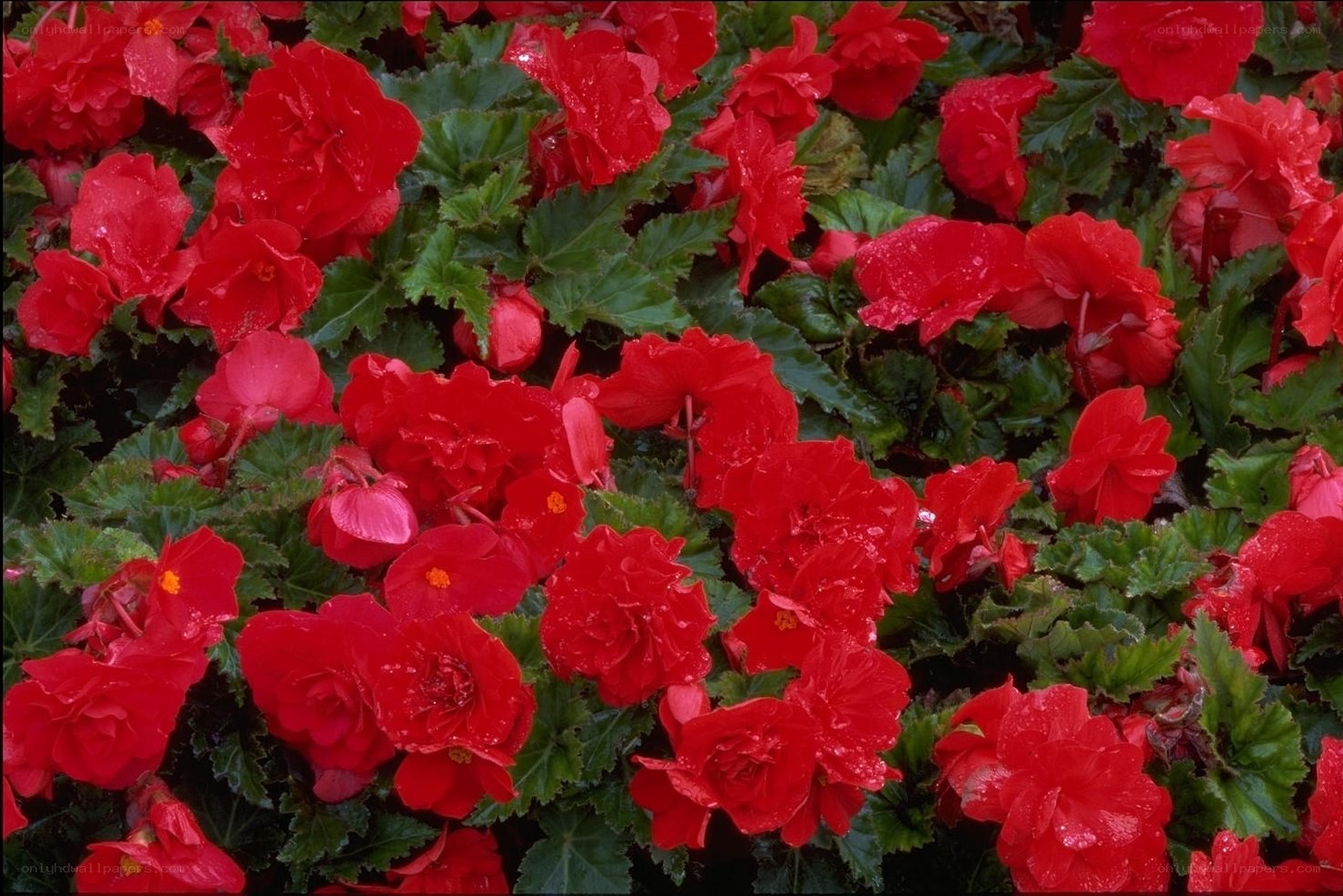 Red begonia flowers in bloom