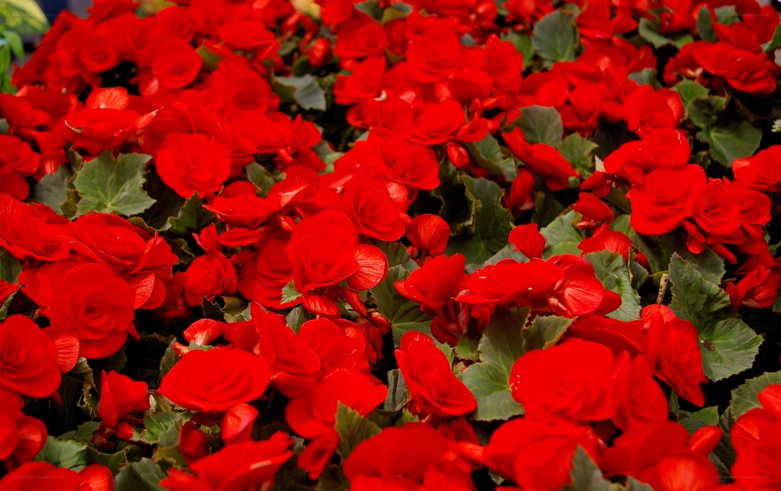 Red begonia flowers in bloom