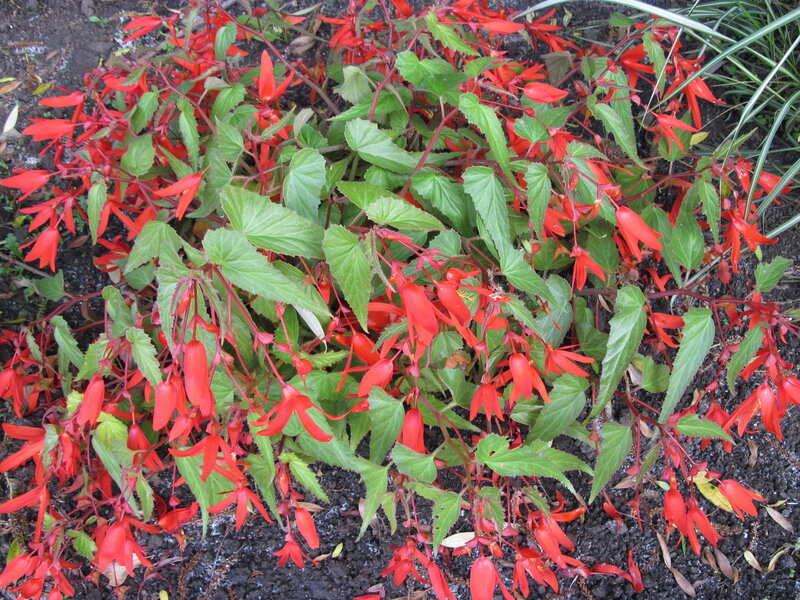 Red Begonia Flowers — Natural, Photograph, Green Leaves