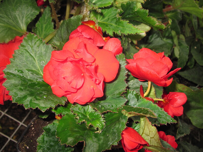 Red Begonia Flowers — Natural, Photograph