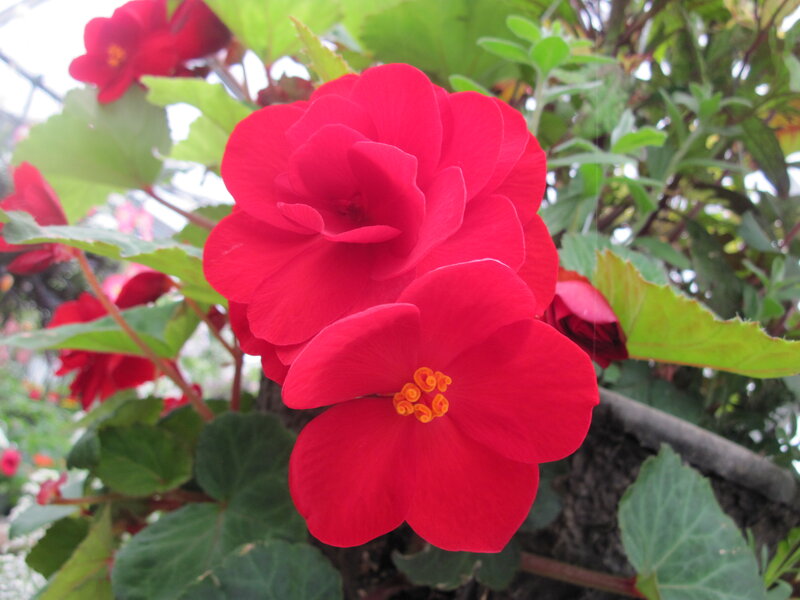 Red Begonia Flowers — Natural