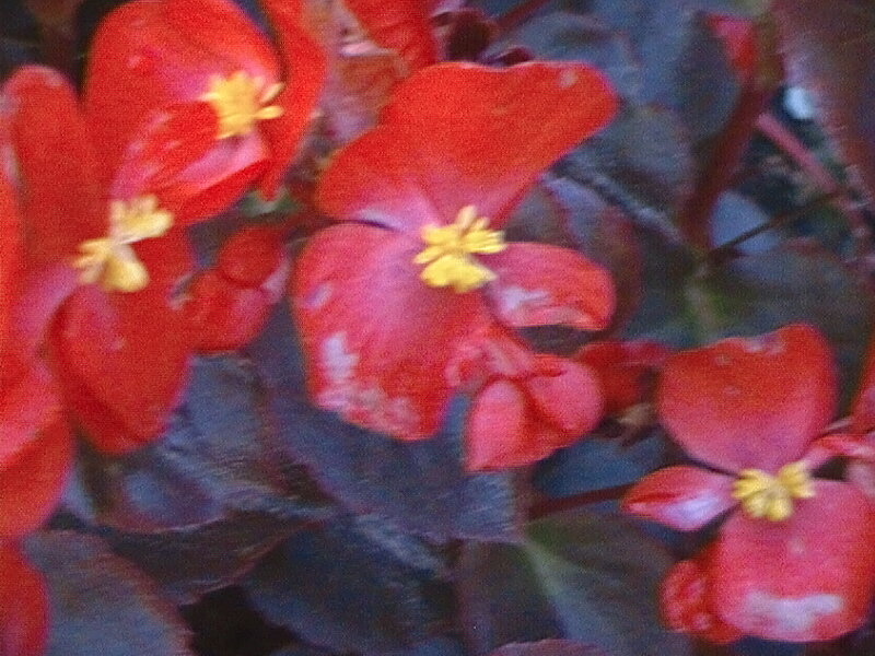 Red Begonia Flowers