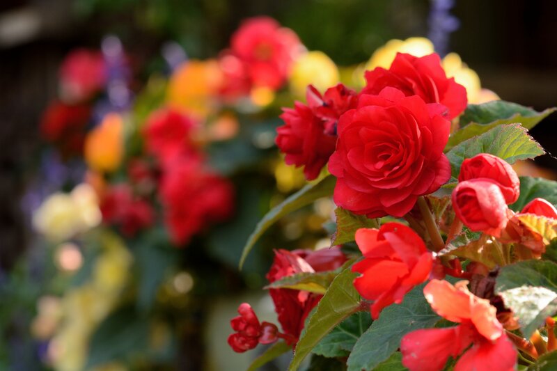 Red Begonia Flowers — Vibrant, Afternoon