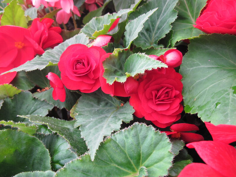 Red Begonia Flowers — Vibrant, Photograph, Green Leaves